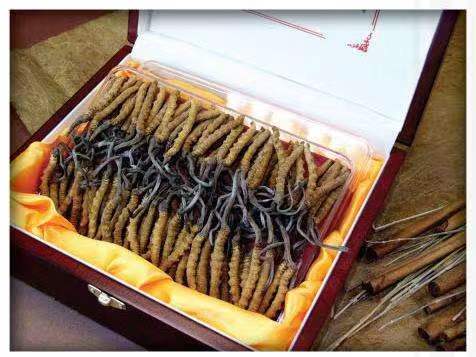 和舍镇冬虫夏草回收